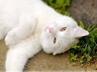 White cat wallpaper HD