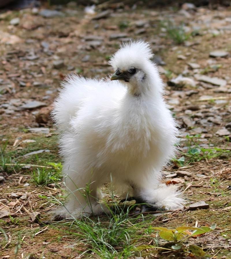 Silkie The Fluffy Chicken Never Ever Seen Before