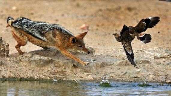 Pictures from African waterhole shows how a predator repeatedly misses killing its prey Pictures from African waterhole shows how a predator repeatedly misses killing its prey