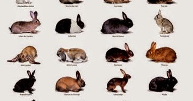 Elevage Cuniculture Informaion Generales Sur Les Lapins Elevage Cuniculture Informaion Generales Sur Les Lapins