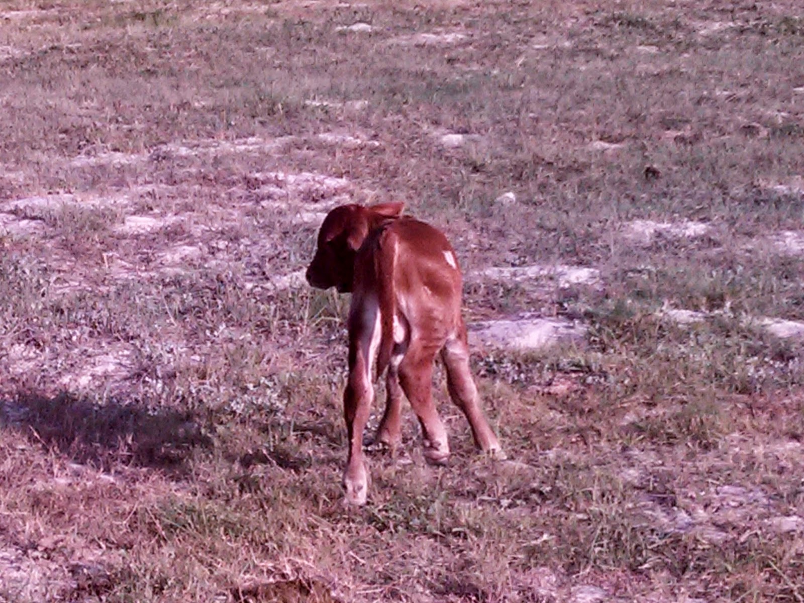 new born calf
