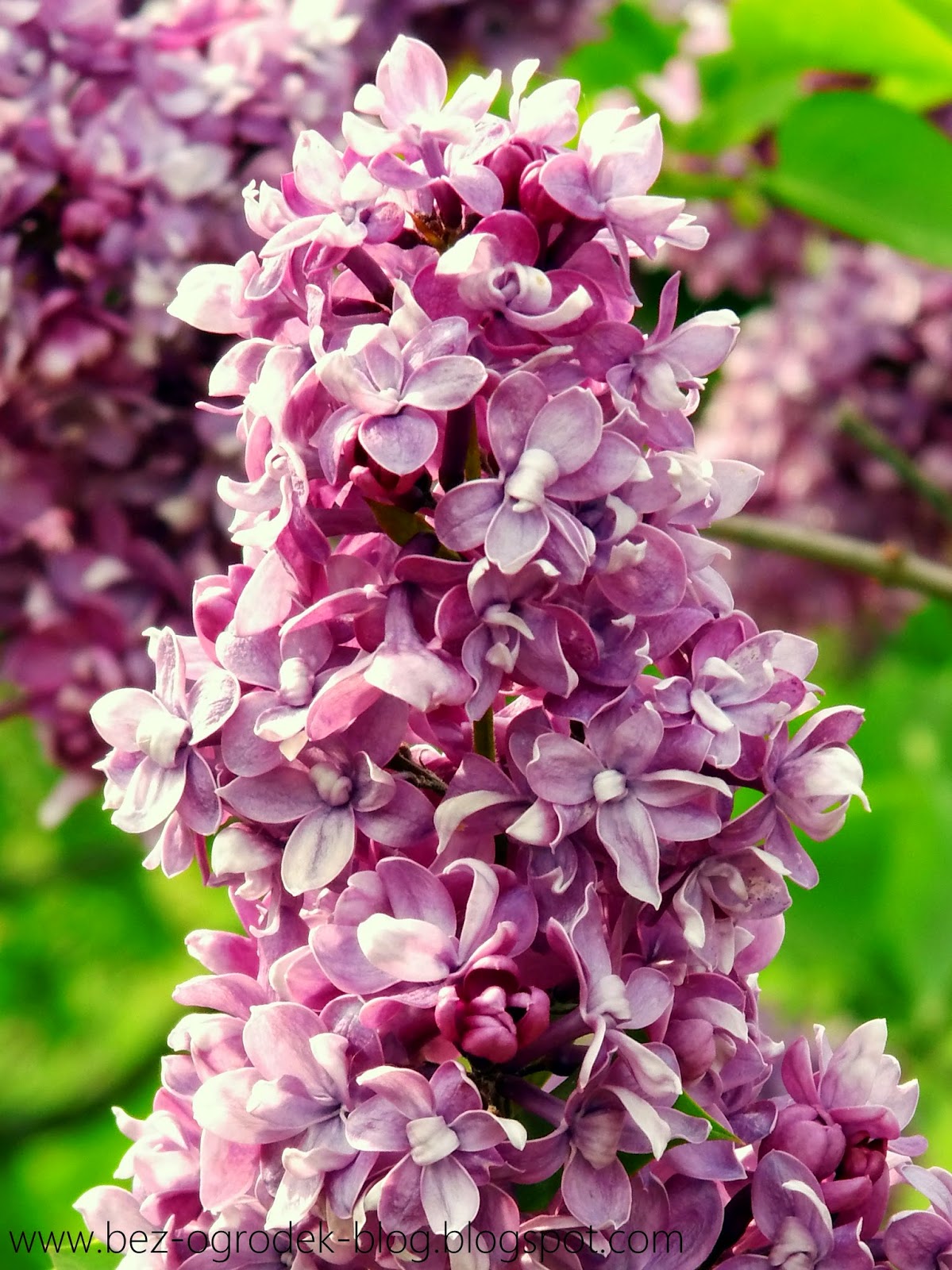 22410 Chateau De Pommorio Jardin Passion Lannion