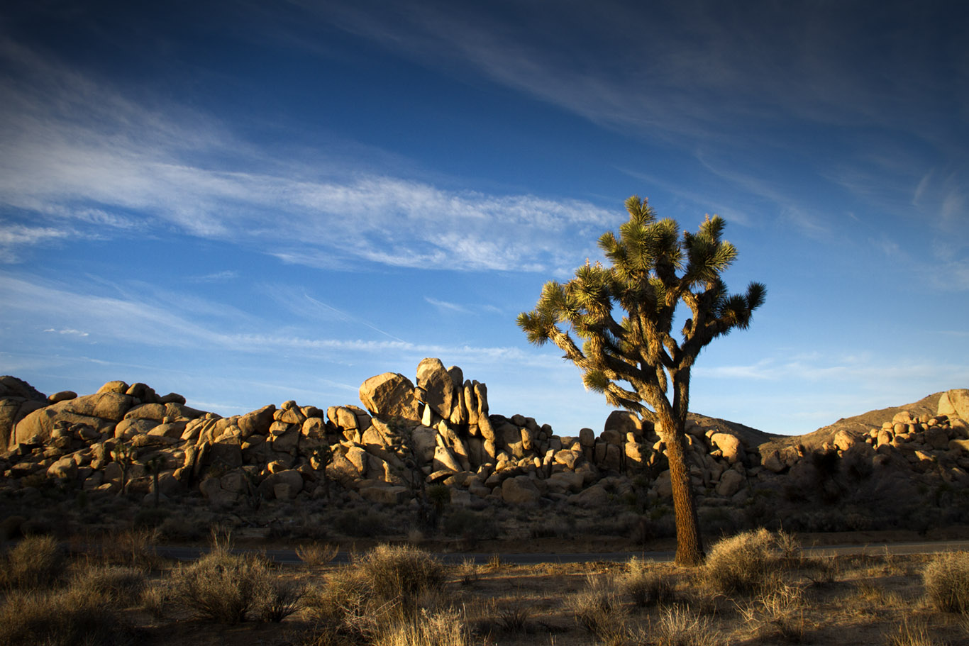UNIQUELY JOSHUA TREE Quail Springs Picnic Area