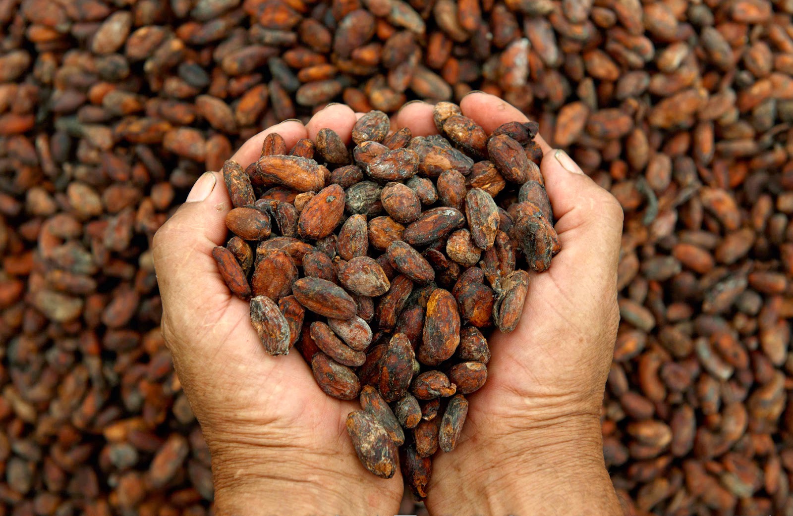 TEXTUALes El cacao, “alimento de los dioses”, en Culhuacán