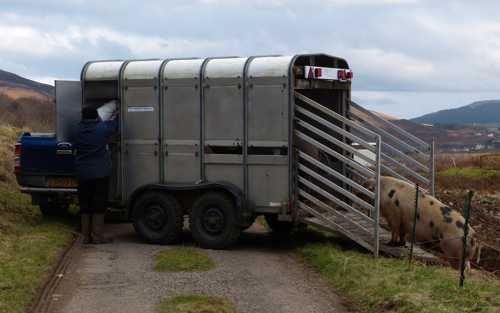 A Kilchoan Diary The Pig Move