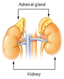 adrenal glands and kidney function adrenal glands and kidney function