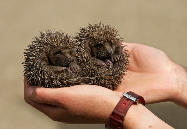 How many times does a hedgehog's heart beat per minute?