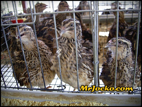 Daging Burung Puyuh Yang Sedap