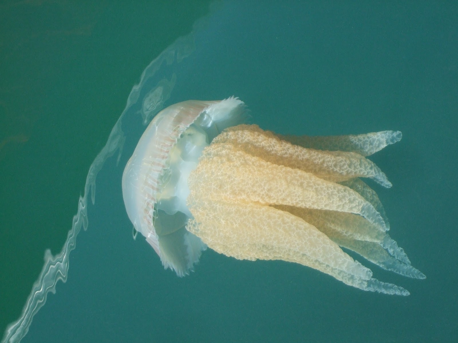 SAILAWAY Metre long Jellyfish by the boat today