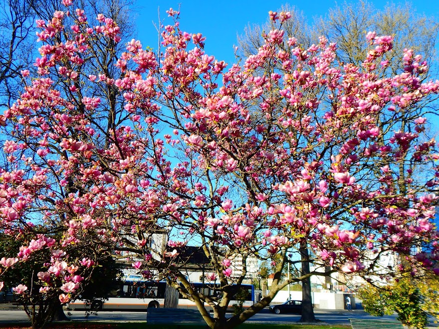 COMEÇOU A PRIMAVERA 2017