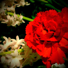 Carnation