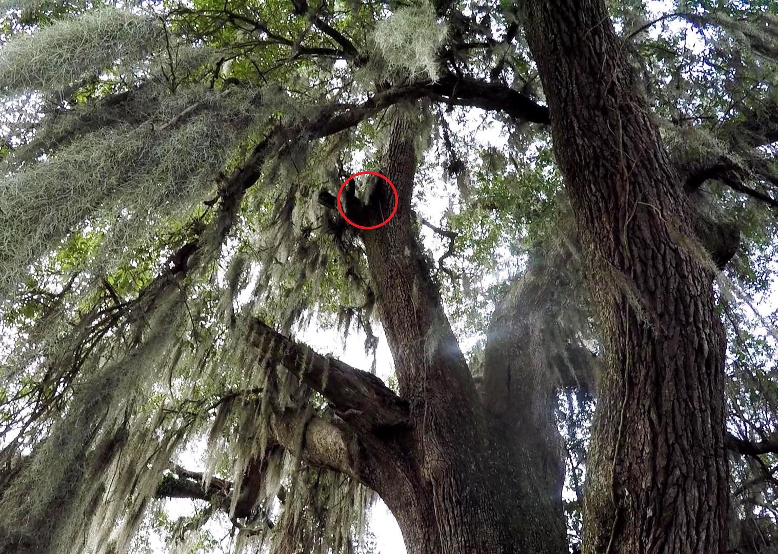 Cat Stuck in a Tree? Penelope