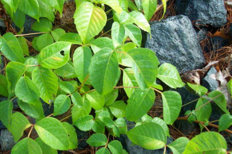 Life in a Deer Yard LITTLE DREADED (3 LEAF PLANT) POISON IVY