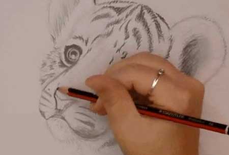 Drawing a Tiger Cub