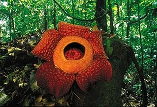 ~~Largest Flower in the world - World's individual largest flower~~ Rafflesia+sumatra+Flower+photo