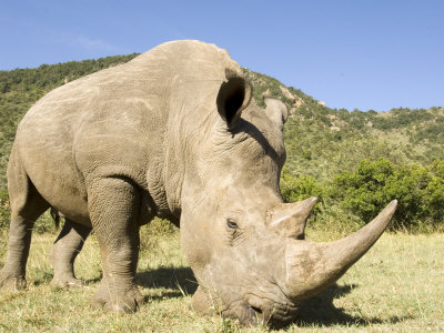 White Rhino Mating
