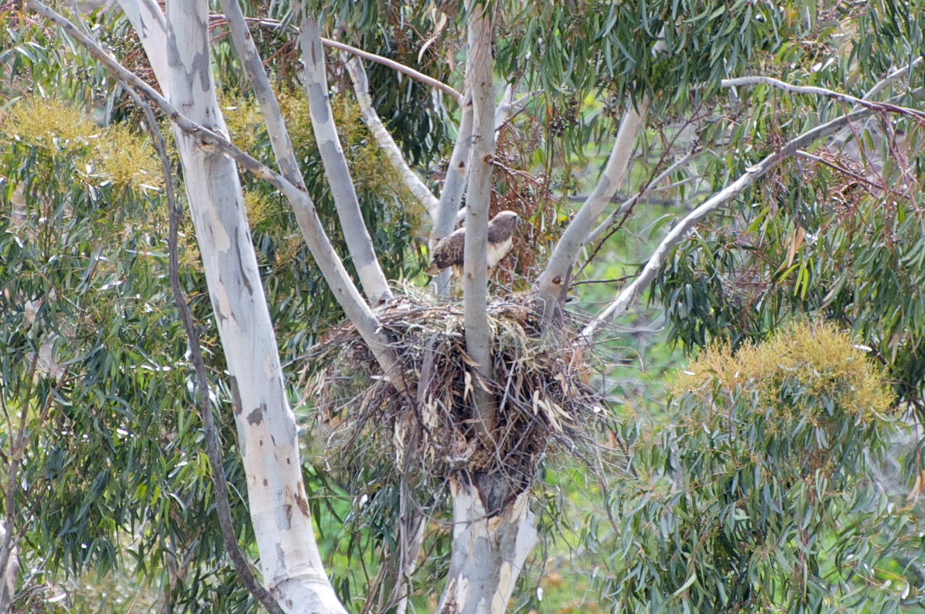 Corralitas Red Car Property Semi Tropic Spiritualists' Tract More Red