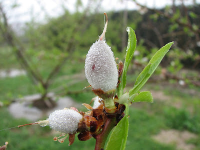 almendras