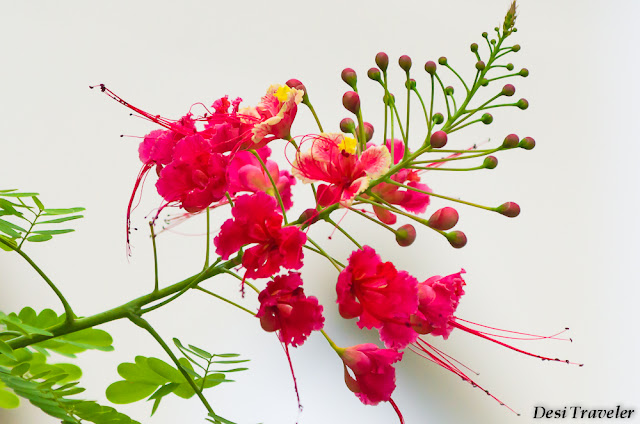 Red Flowers in Taramati Baradari Resort garden full of flowers