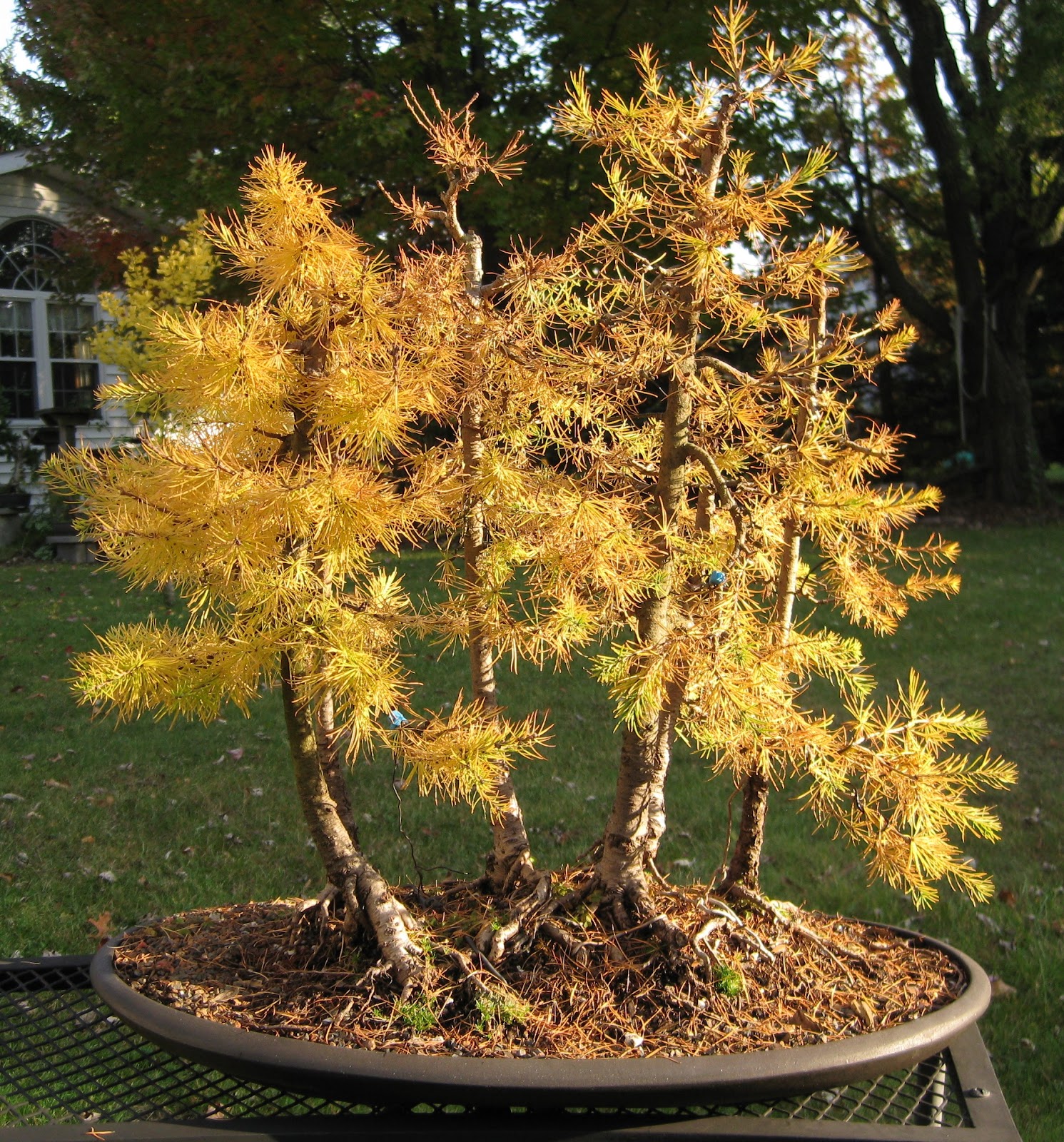 Akron Canton Bonsai Society ACBS39s Project Tree Of The Year The Akron Canton Bonsai Society ACBS39s Project Tree Of The Year The