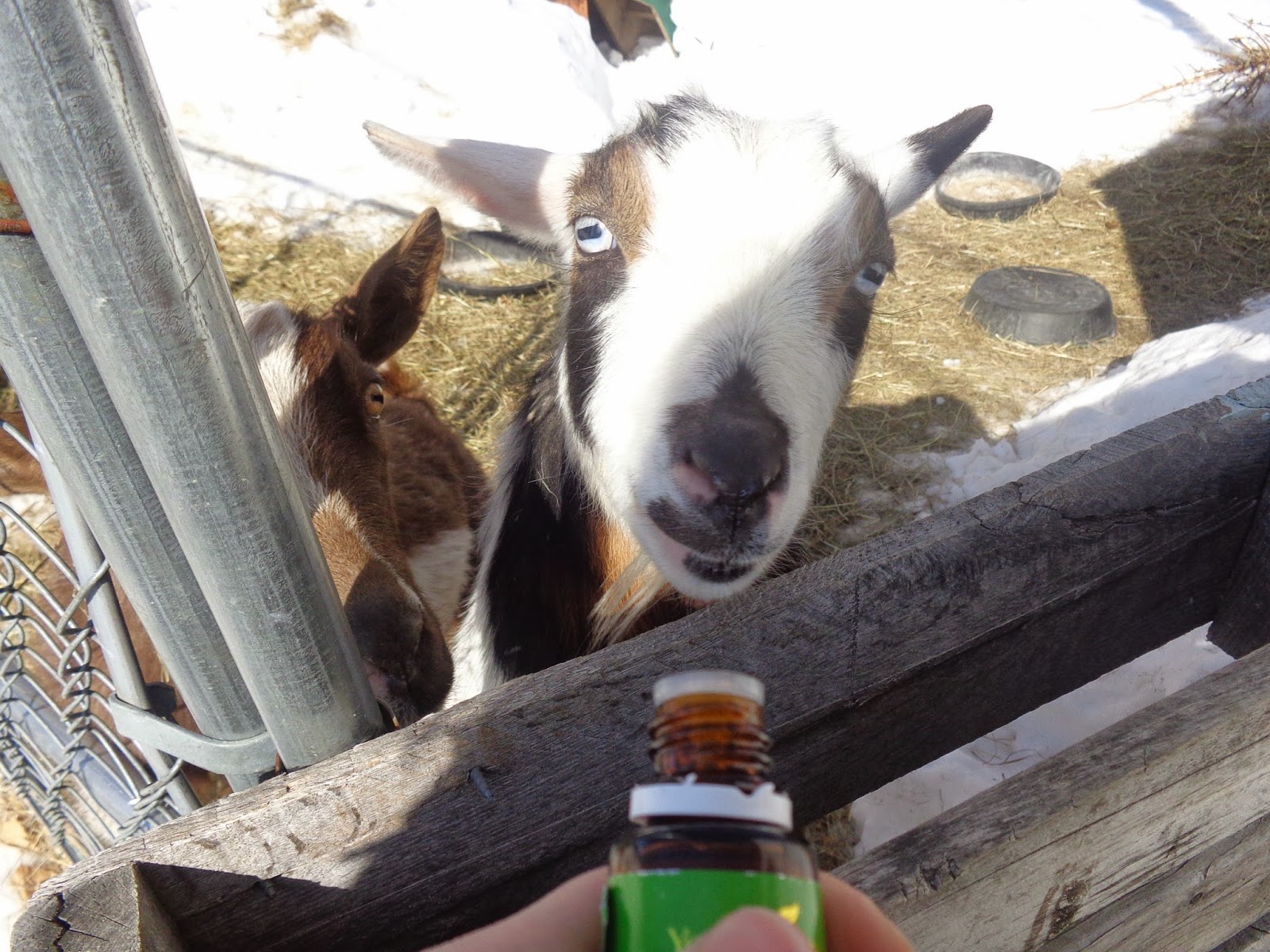 Weeping Willow Microfarm How I'm Controlling Goat Lice Naturally
