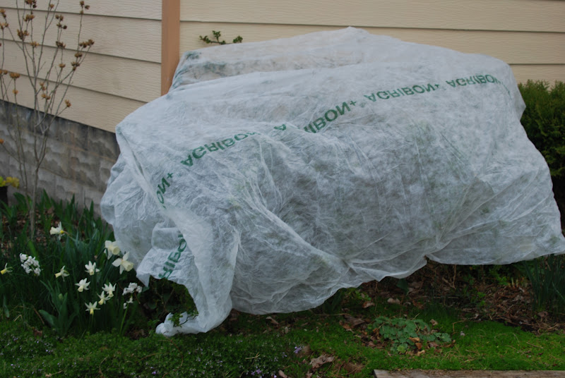 Wife, Mother, Gardener Protecting Plants from Spring Frosts