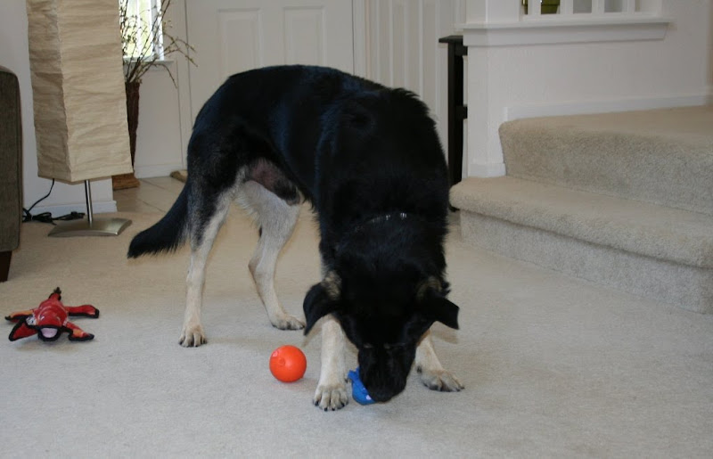 black german shepherd mix seamus in our living room, surrounded by several squeaky toys, one in his mouth