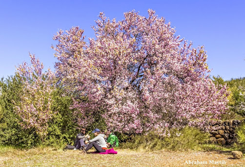 RUTA DEL ALMENDRO EN FLOR - 2015