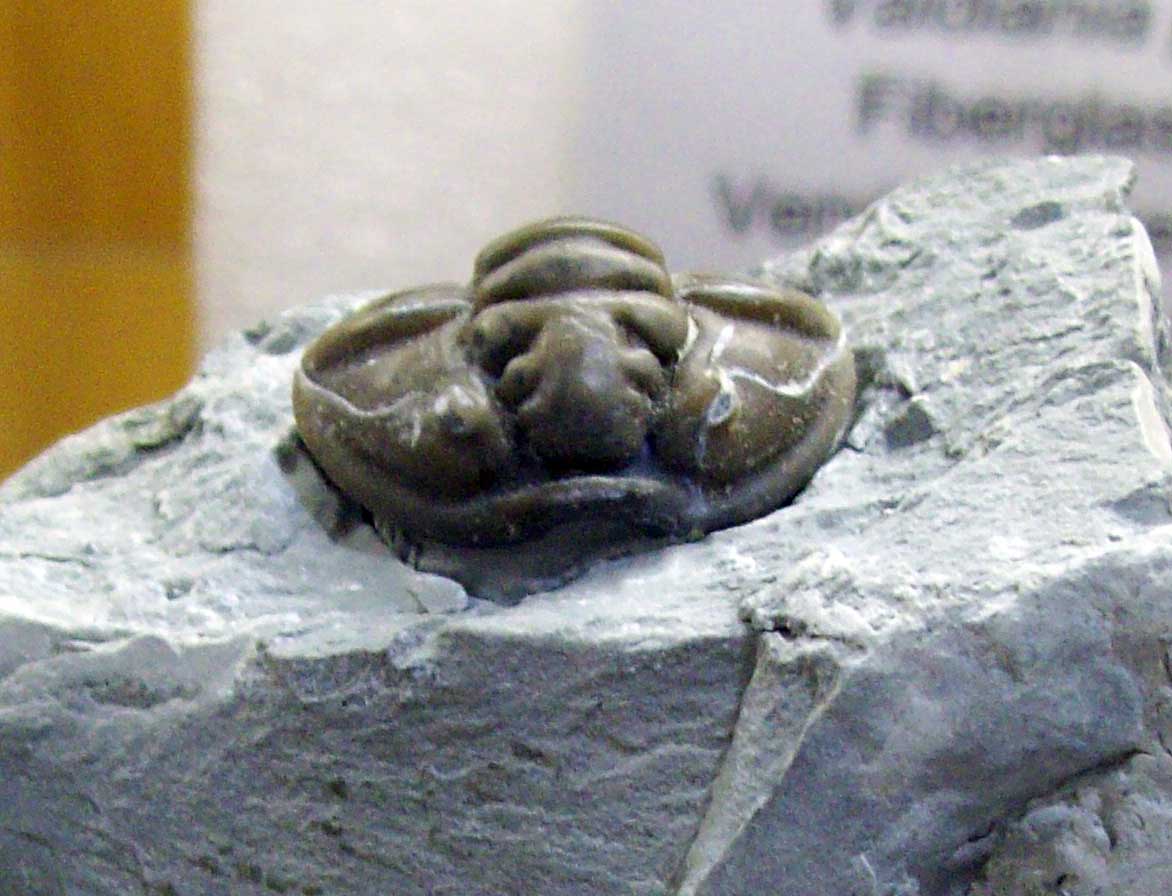 Louisville Fossils and Beyond Visit Falls of the Ohio State Park