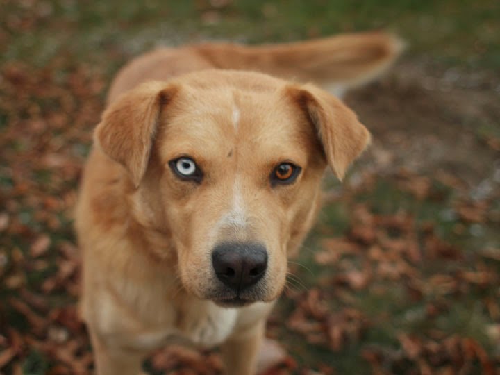 Max Labrador Retriever Husky mix