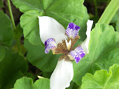 Flores da Emília.