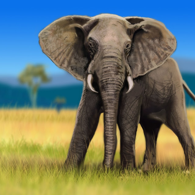 kumpulan gambar gajah kumpulan gambar gajah