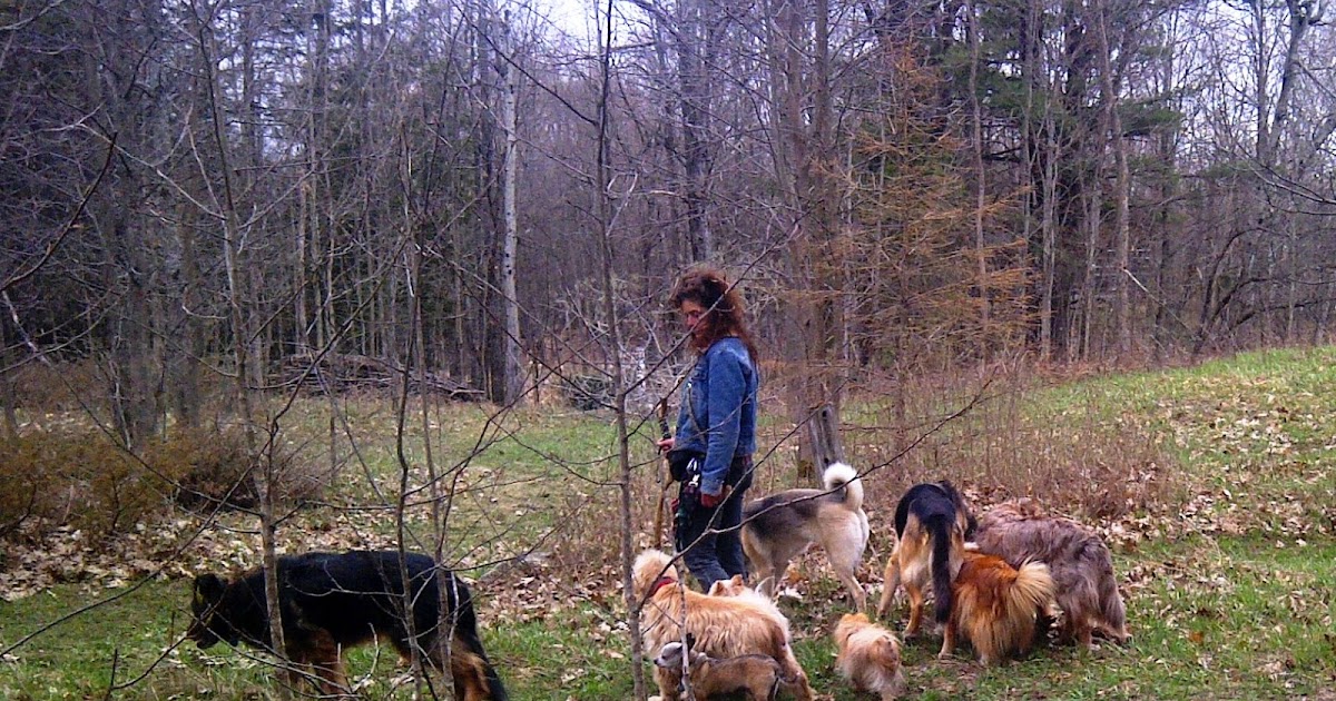 Surrender Dog Ontario Surrender Dog Ontario
