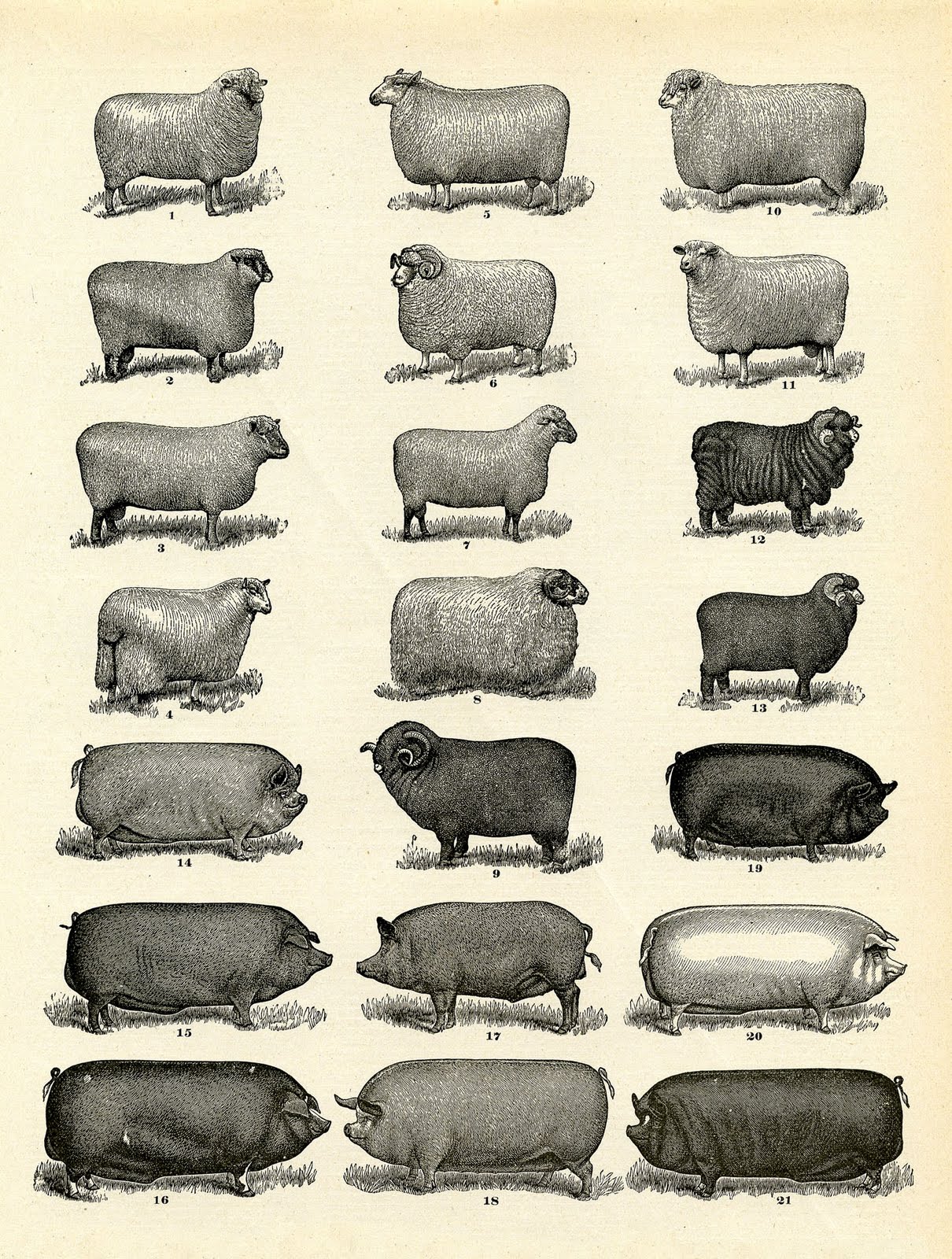 shows a large grouping of Farm Animals... Sheep and Pigs to be ...