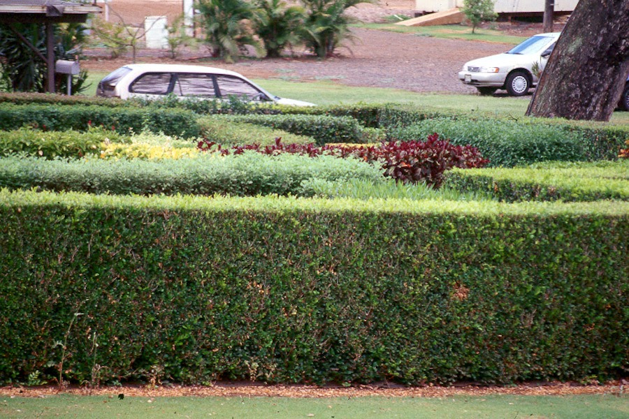 Hawaii Horticulture Hedges in Hawaii's Landscapes, Part 2