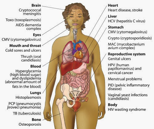 The Insight Newspaper: November 2013