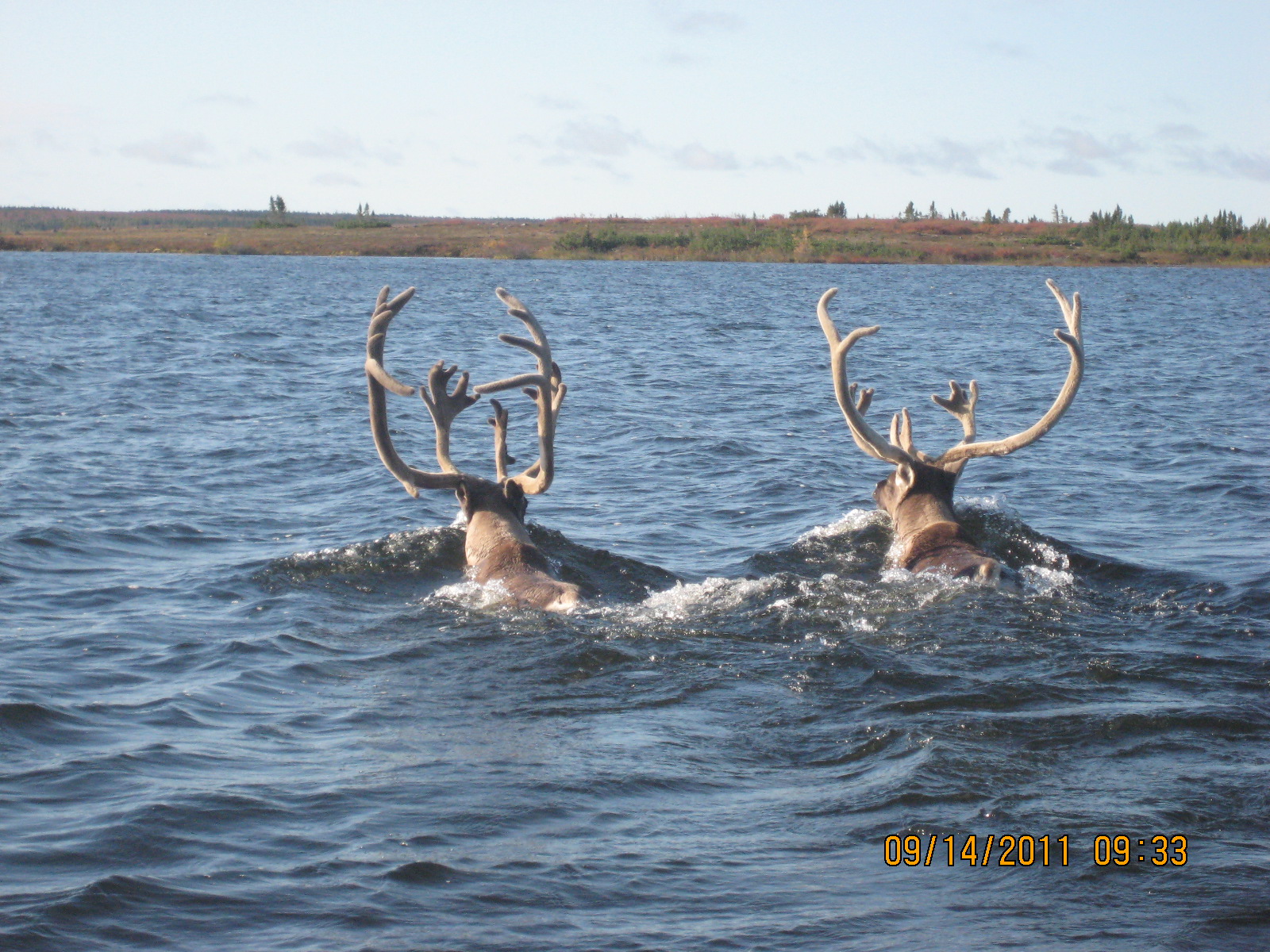 The Castillo Chronicles Animal Caribou Swim