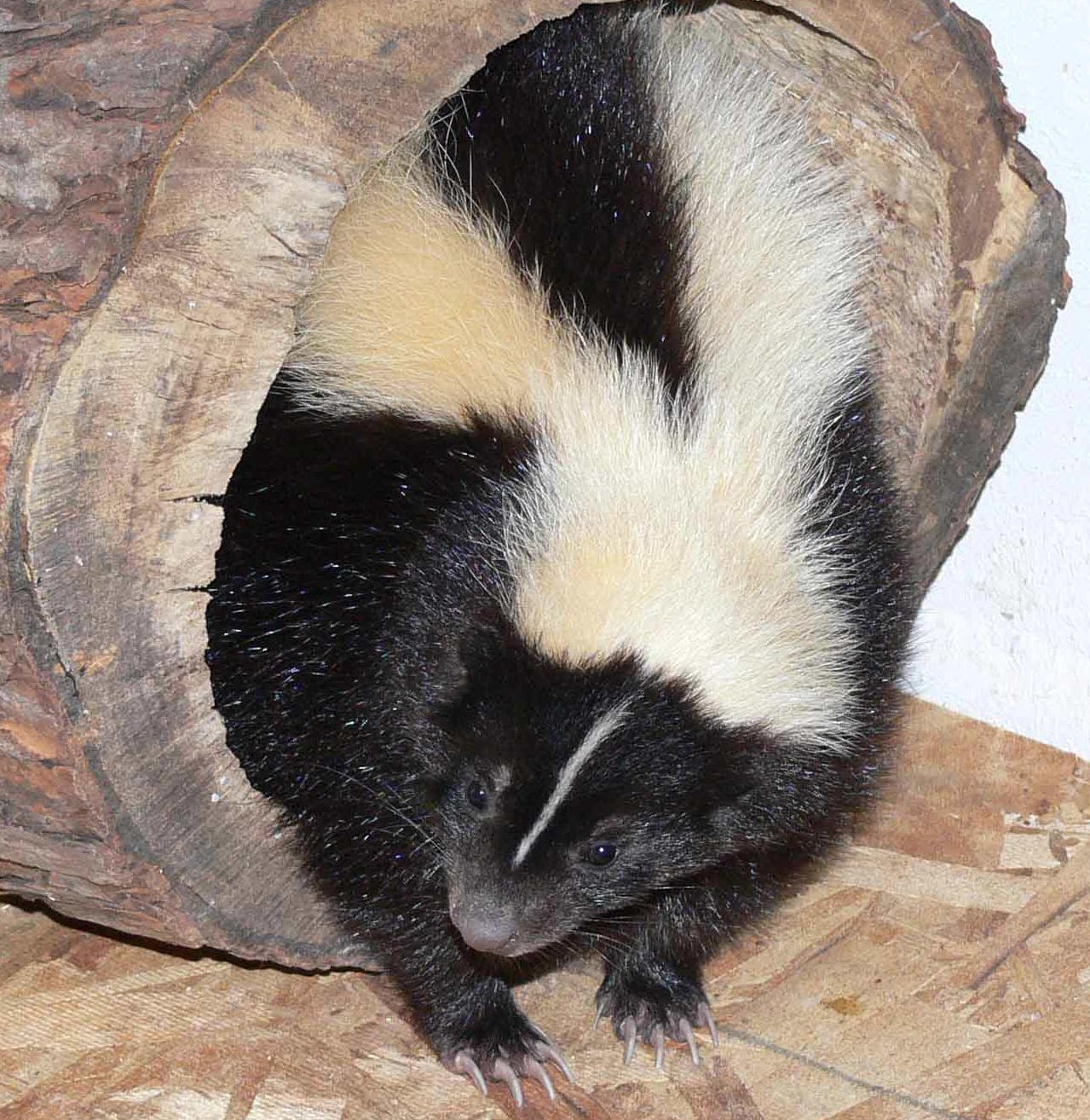 skunk ferret
