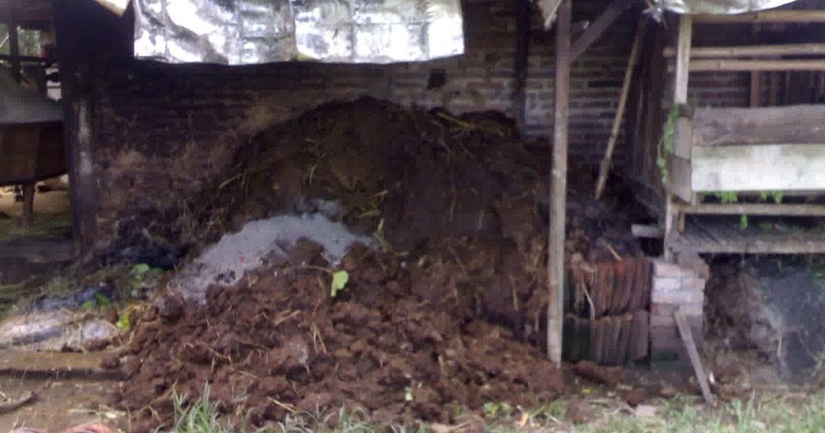 CARA MENGHILANGKAN BAU KOTORAN SAPI Blog Pupuk Organik Nasa