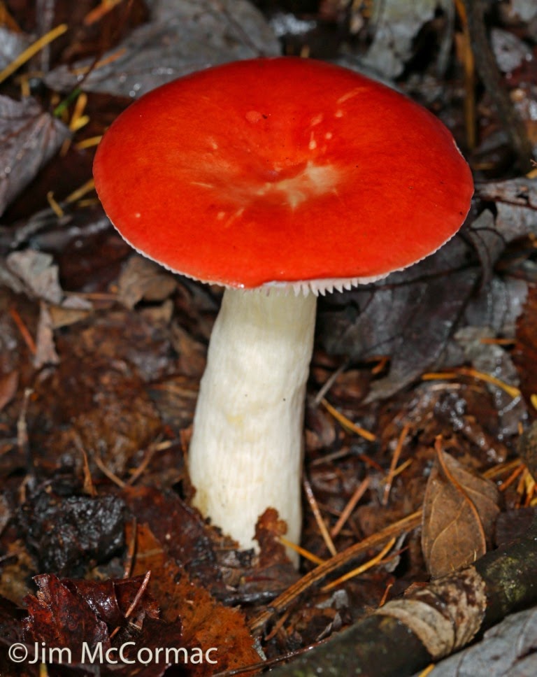 Ohio Birds and Biodiversity Beautiful mushrooms, ill consequences