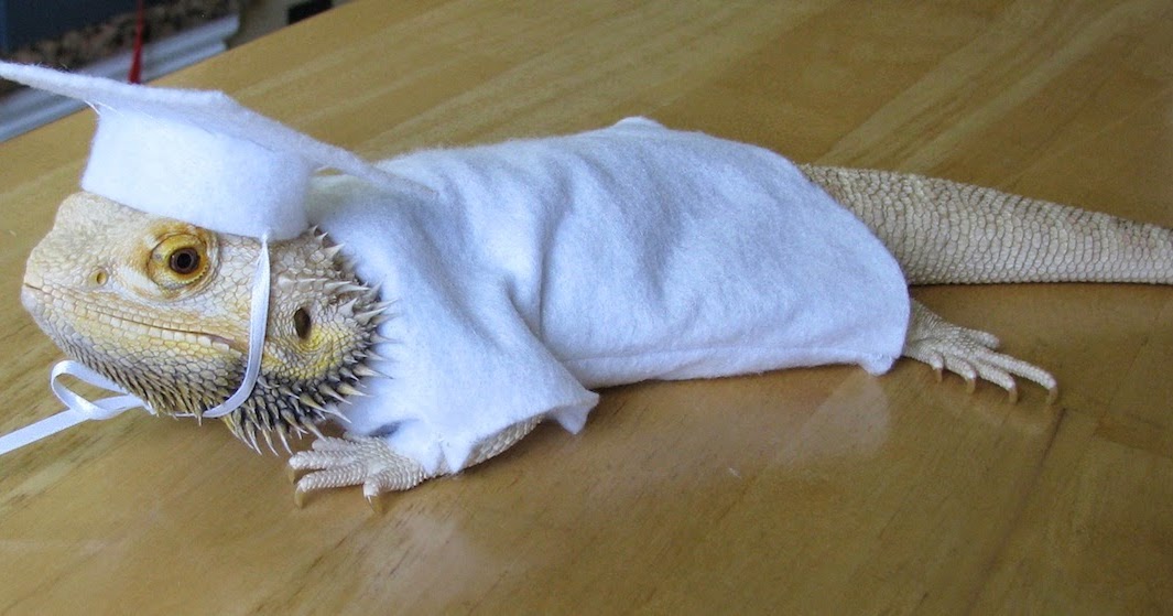 bearded-dragon-halloween-costumes-petsmart2