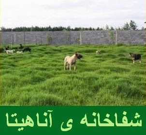 خاموشی دریا؟