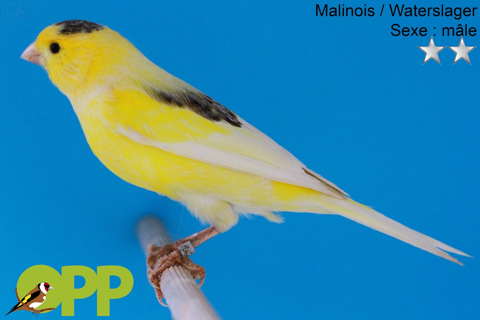 chant oiseaux canari chant oiseaux canari