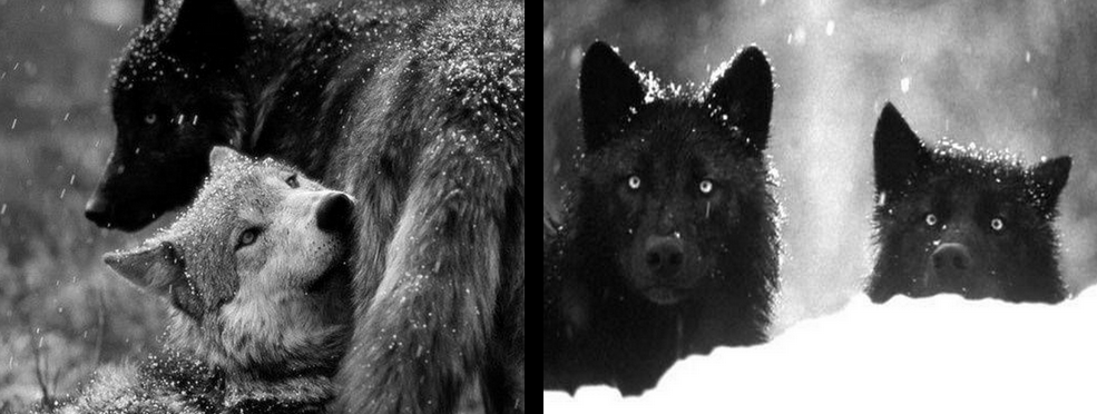 the symbolism of wolves and its influence on the elimination of gray wolf Cry, wolf by ella berven an gray wolves from the lower 48 states over a period of 25 years today many people are convinced that the elimination of the gray. the symbolism of wolves and its influence on the elimination of gray wolf Cry, wolf by ella berven an gray wolves from the lower 48 states over a period of 25 years today many people are convinced that the elimination of the gray.