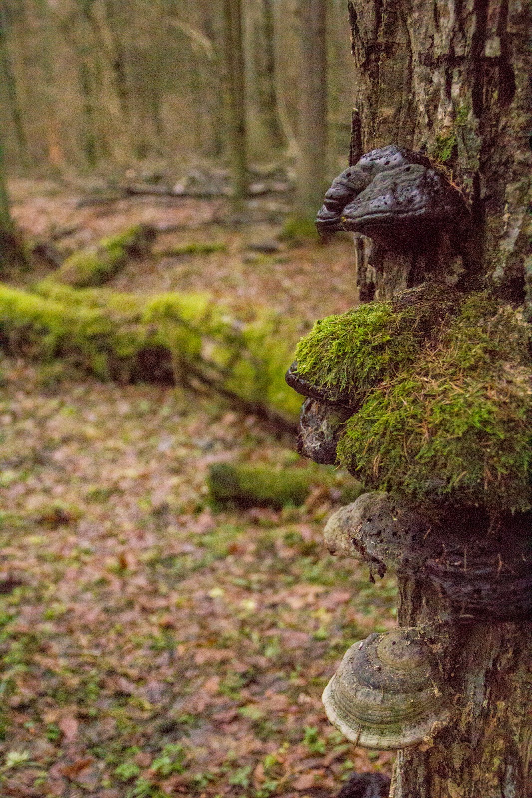 Gwiazdka w Puszczy - Ania w Podróży
