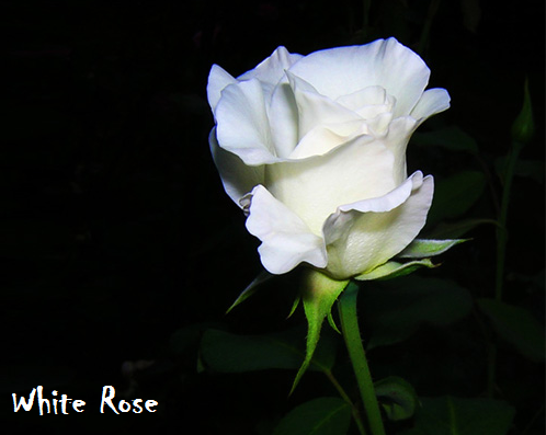 Bunga Mawar Putih White Rose Photos Alam Mentari Bunga Mawar Putih White Rose Photos Alam Mentari