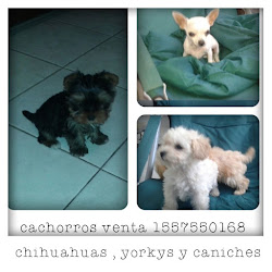 CACHORROS