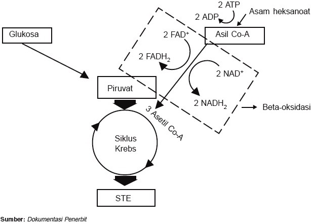 Proses dan Pengertian Metabolisme Lemak