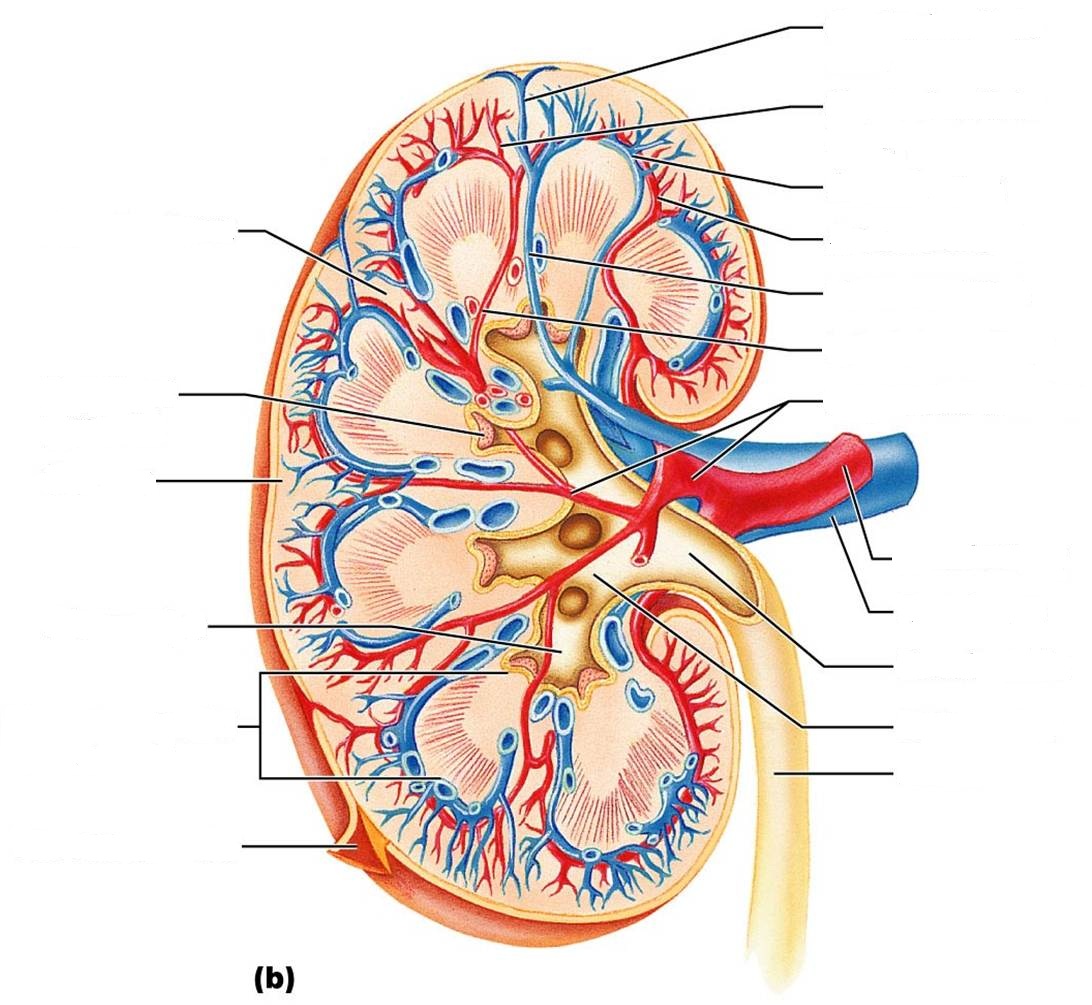 CLASS BLOG: BIO 202 Renal System Worksheet