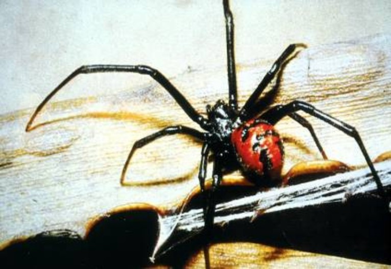 Aranha Viuva Negra